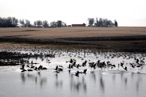 A pond being filled this winter to provide irrigation for about 300 acres of black soil, expected yield benefit is 30 – 50 bushels per acre.